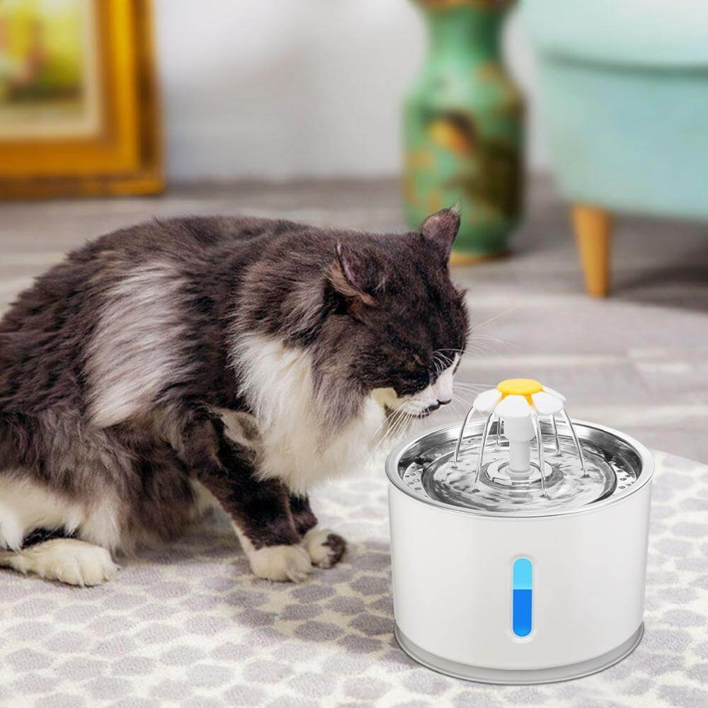Automatisk drick kopp till din Katt med LED ljus